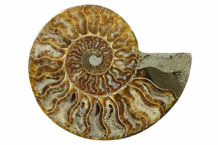 Cut & Polished Ammonite Fossil (Half) - Madagascar #349098
